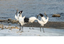 베스트갤러리 - 두루미