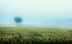 베스트갤러리 - 안개가 많은날에~~