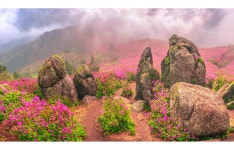 베스트갤러리 - 봄기운이 피어나는 천상의 화원