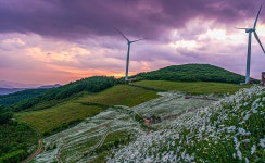 베스트갤러리 - 노을빛 샤스타데이지 정원