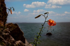 베스트갤러리 - 참 나리꽃.