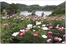베스트갤러리 - 운암 작약