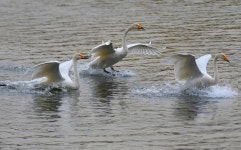 베스트갤러리 - 경안천 소식