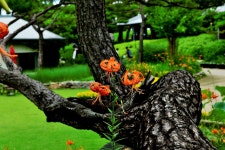 베스트갤러리 - 나리꽃...