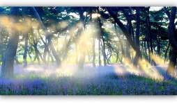 베스트갤러리 - 오래전 황성공원