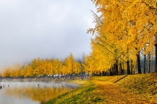 베스트갤러리 - 문광저수지 은행나무 단풍