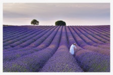 베스트갤러리 - 라벤다