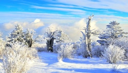 베스트갤러리 - 朱木