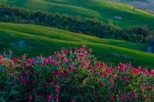 베스트갤러리 - 들꽃