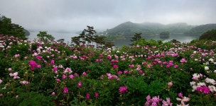 베스트갤러리 - 운암 작약