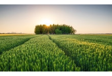 베스트갤러리 - 청보리~일몰