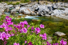 베스트갤러리 - 가평천 계곡 수달래