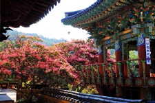 베스트갤러리 - 성륜사의 베롱나무꽃(곡성 옥과)