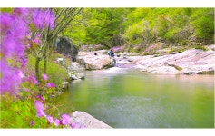 베스트갤러리 - 월성계곡 수달래