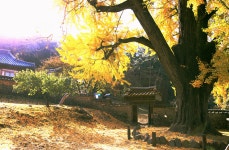 베스트갤러리 - 금시당의 가을