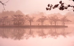 베스트갤러리 - 호숫가의 물안개
