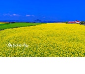 베스트갤러리 - 제주의 봄