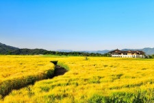 베스트갤러리 - 보리밭사이길로...