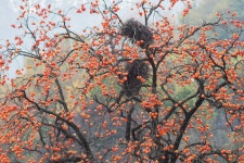 베스트갤러리 - 까치집과 까치밥