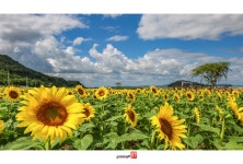 베스트갤러리 - 난정리 해바라기......