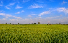 베스트갤러리 - 보리밭