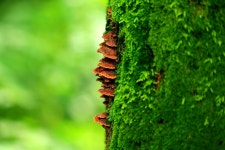 베스트갤러리 - 깊은 숲속