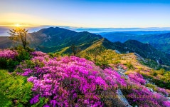 베스트갤러리 - 봄 설악