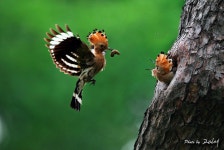 베스트갤러리 - 경주 황성공원 후투티육추