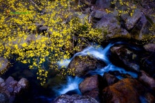 베스트갤러리 - 산수유 피는 마을