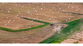 베스트갤러리 - 연맥 수확