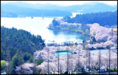 베스트갤러리 - 벚꽃 길