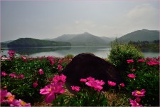 베스트갤러리 - 대청호반의 작약
