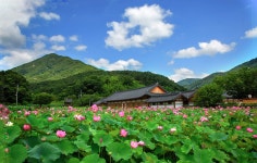 베스트갤러리 - 아름다운 연밭