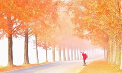 베스트갤러리 - 안개낀 모래재 메ㅡ 타 길