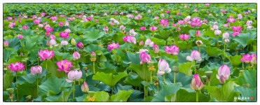 베스트갤러리 - 연꽃이야기