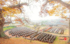 베스트갤러리 - 고택의 가을....