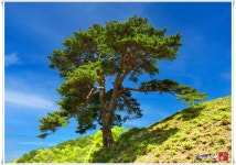 베스트갤러리 - 지리산 천년송