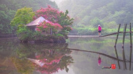 베스트갤러리 - 배롱꽃 필떄면......