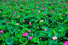 베스트갤러리 - 연 밭