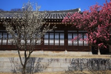 베스트갤러리 - 고택과 매화