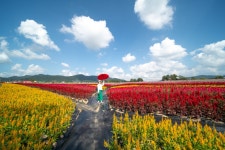 베스트갤러리 - 고석정 꽃밭