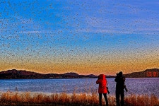 베스트갤러리 - 그리운가창오리