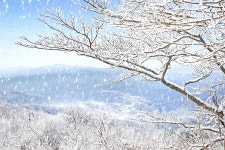 베스트갤러리 - 태기산 에는