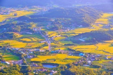 베스트갤러리 - 황금 들녘