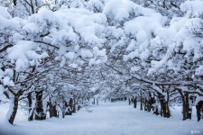 베스트갤러리 - 내소사 설경