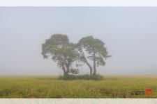 베스트갤러리 - 예천 부부송