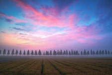 베스트갤러리 - 보리밭 여명