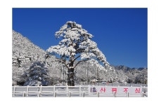 베스트갤러리 - 정이품송 설경..