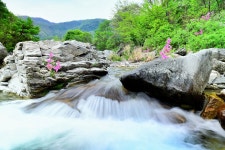 베스트갤러리 - 용추계곡수달래...