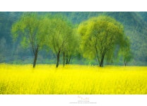 베스트갤러리 - 아련한 꿈속에....